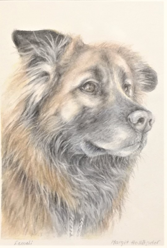 Eemeli, akvarellimaalaus koirasta.