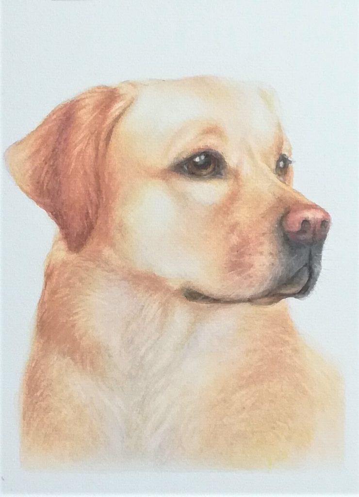 Ronja, akvarellimaalaus labradorinnoutajasta.