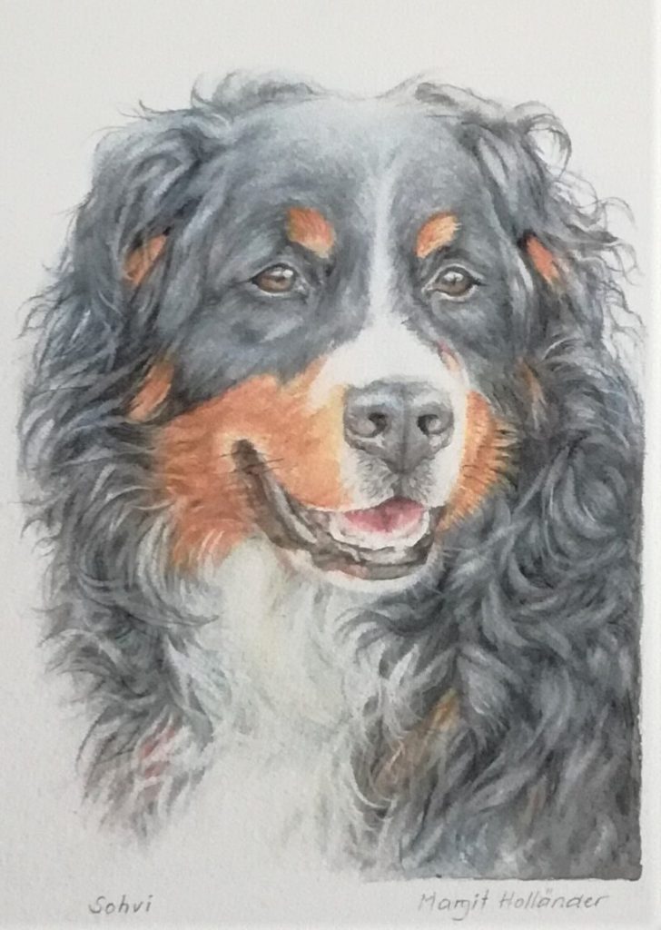 Sohvi, akvarellimaalaus berninpaimenkoirasta.