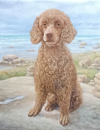 Villakoira kivellä meren rannalla.