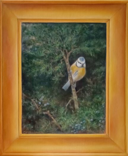 Sinitiainen katajan oksalla